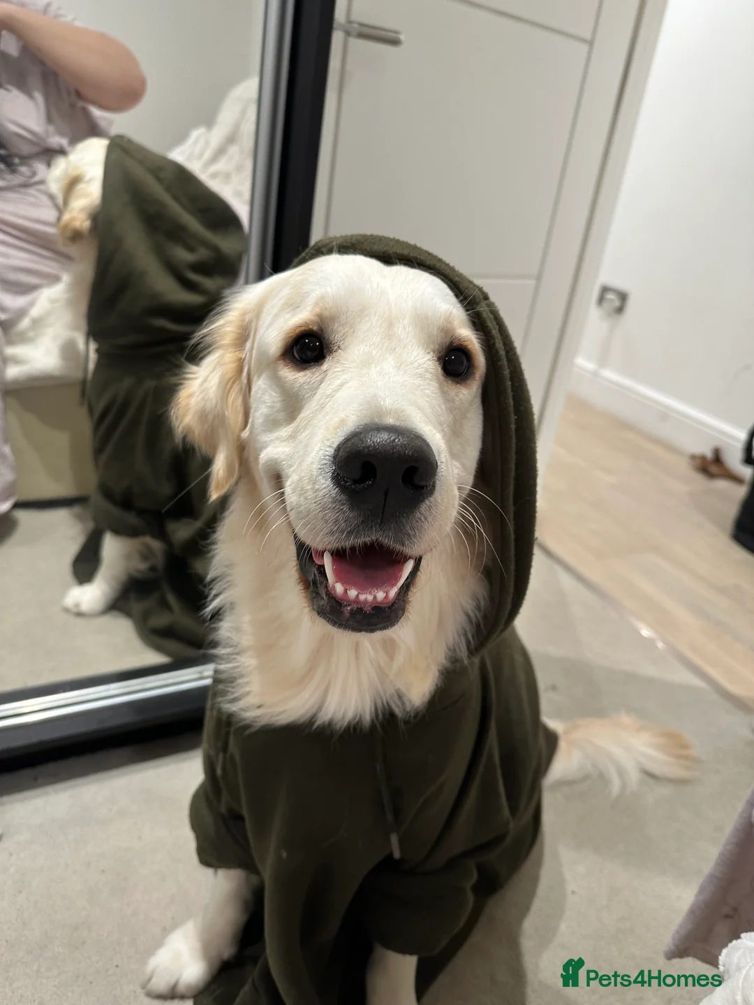 Golden Retriever dogs for sale: Brodie🤍 3 Yrs, Golden Retriever🐾 - Advert 9