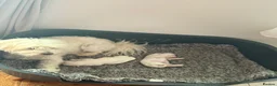 Maltese dogs for sale: Bichon Maltese puppies 🐶  in Northampton - Advert 15