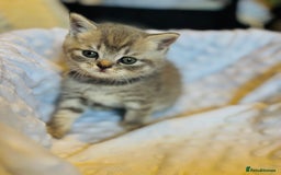 British Shorthair cats for sale: British shorthair kittens  - Image 3