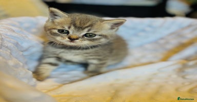 British Shorthair cats - Advert 13