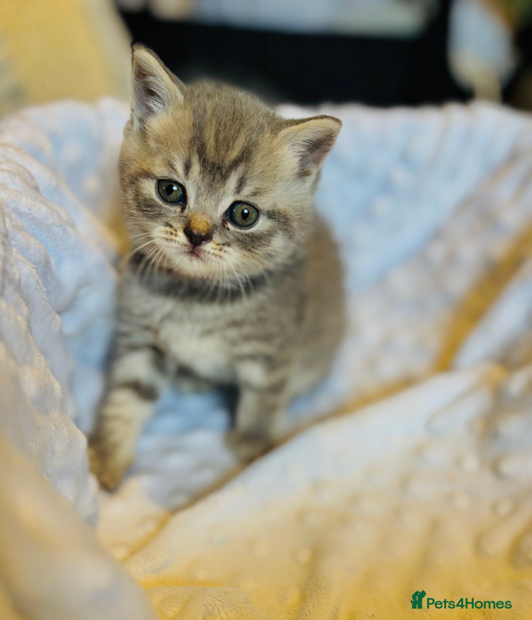 British Shorthair cats for sale: British shorthair kittens  - Image 3