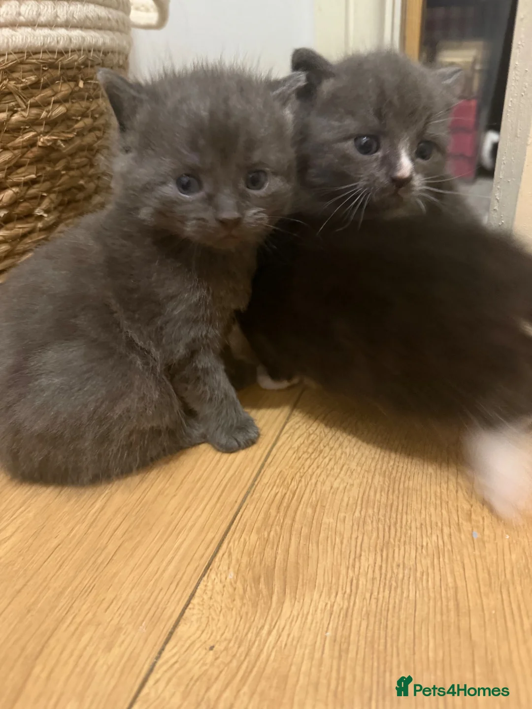 Mixed Breed cats for sale: Absolutley gorgeous fluffy chunky grey little girl - Advert 2