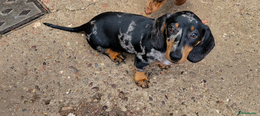 Dachshund dogs for sale: Kc Standard Dachshunds  - Image 3