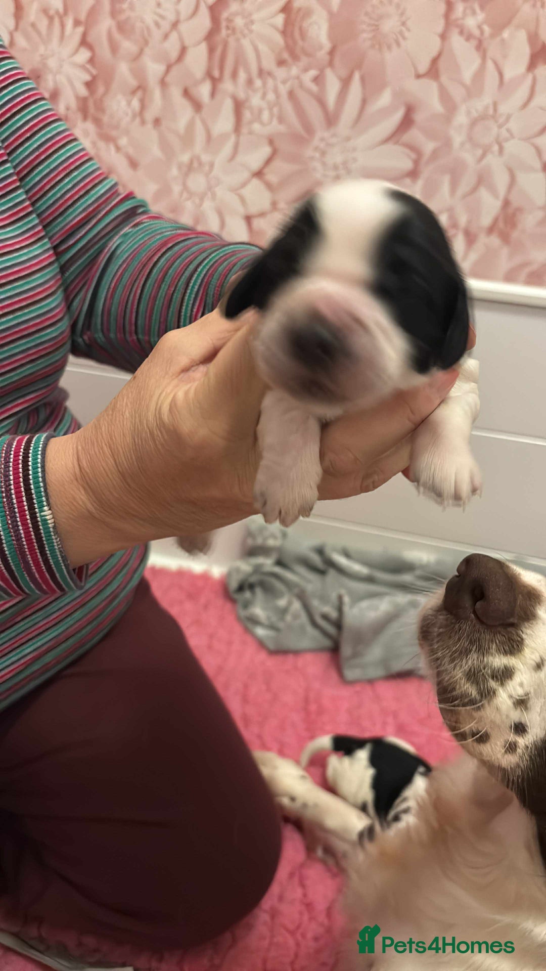 Sprocker dogs for sale: Adorable F1 Sprocker Spaniel Babies.  - Advert 23