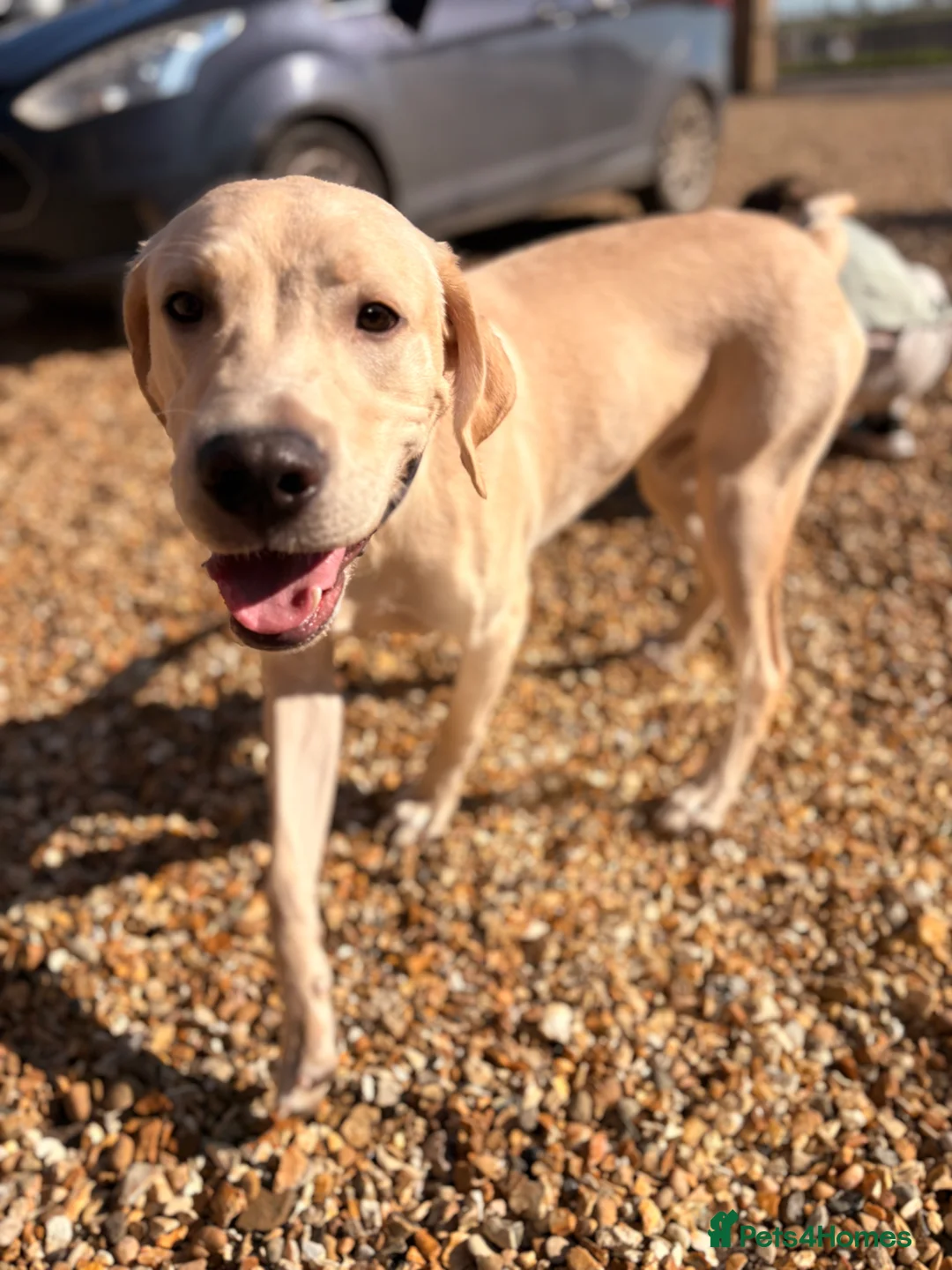 Labrador Retriever dogs for sale: Loving home Needed for Our Beautiful boy Dusty in March - Advert 2