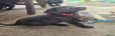 Red Collar Boy