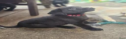 Labrador Retriever dogs for sale: Outstanding litter of 7 KC Reg Labrador Pups - Advert 5