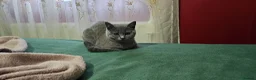 British Shorthair cats for sale: 2 lovely British shorthair kitten left  - Advert 6