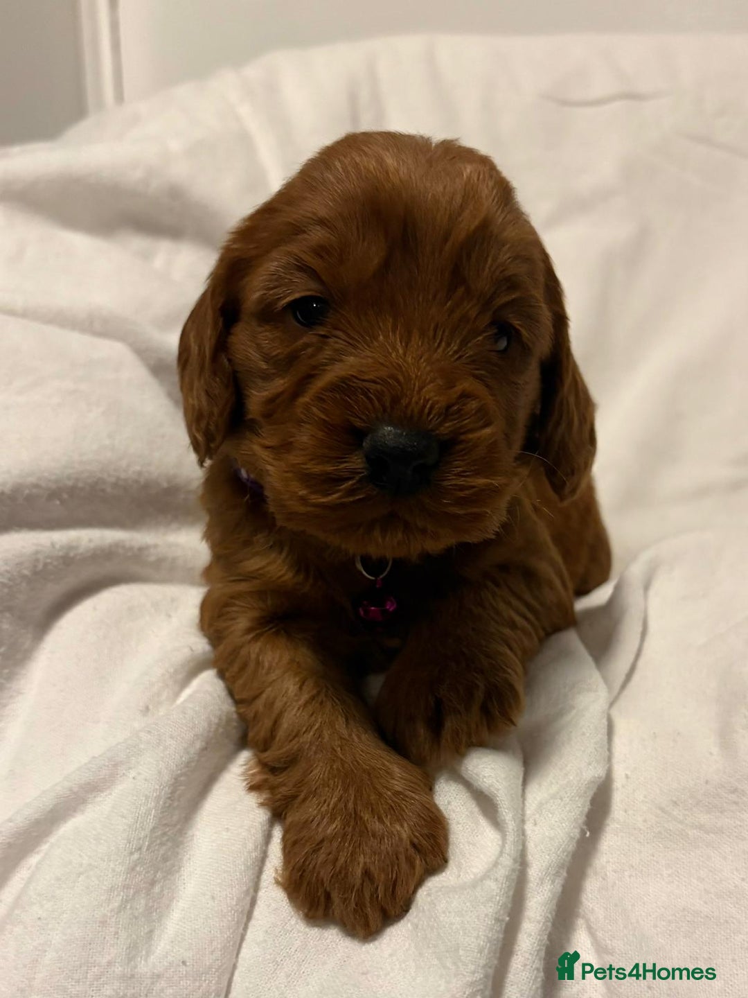 Cockapoo dogs for sale: Deep Red Cockapoos - Advert 15
