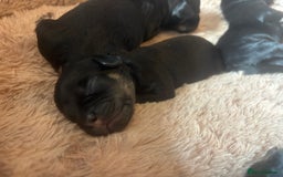 Mixed Breed dogs for sale: Beautiful Baby boy Daug puppy’s-  - Image 7