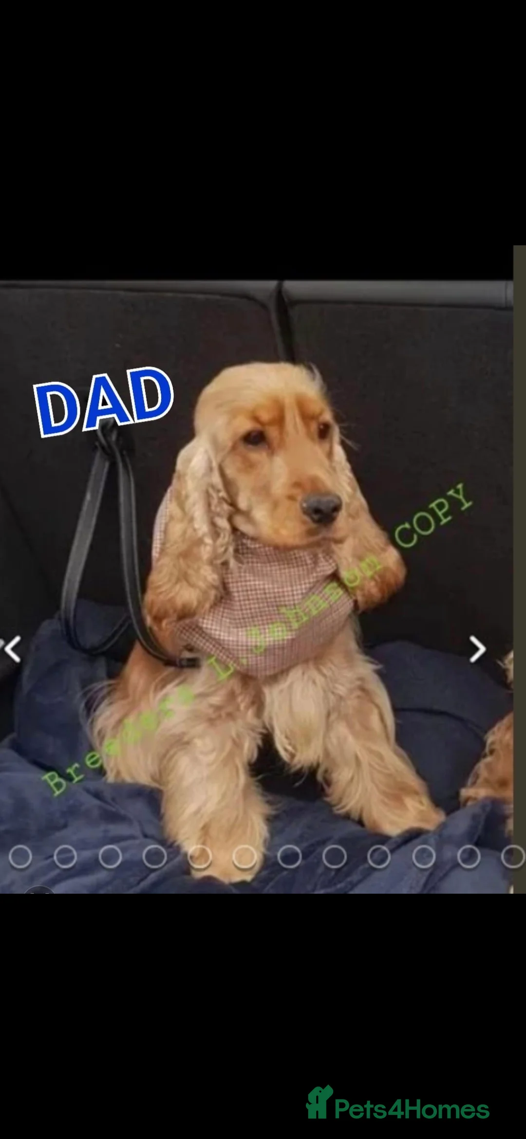 Cocker Spaniel dogs for sale: Superb golden show type cocker spaniel puppies  - Advert 11