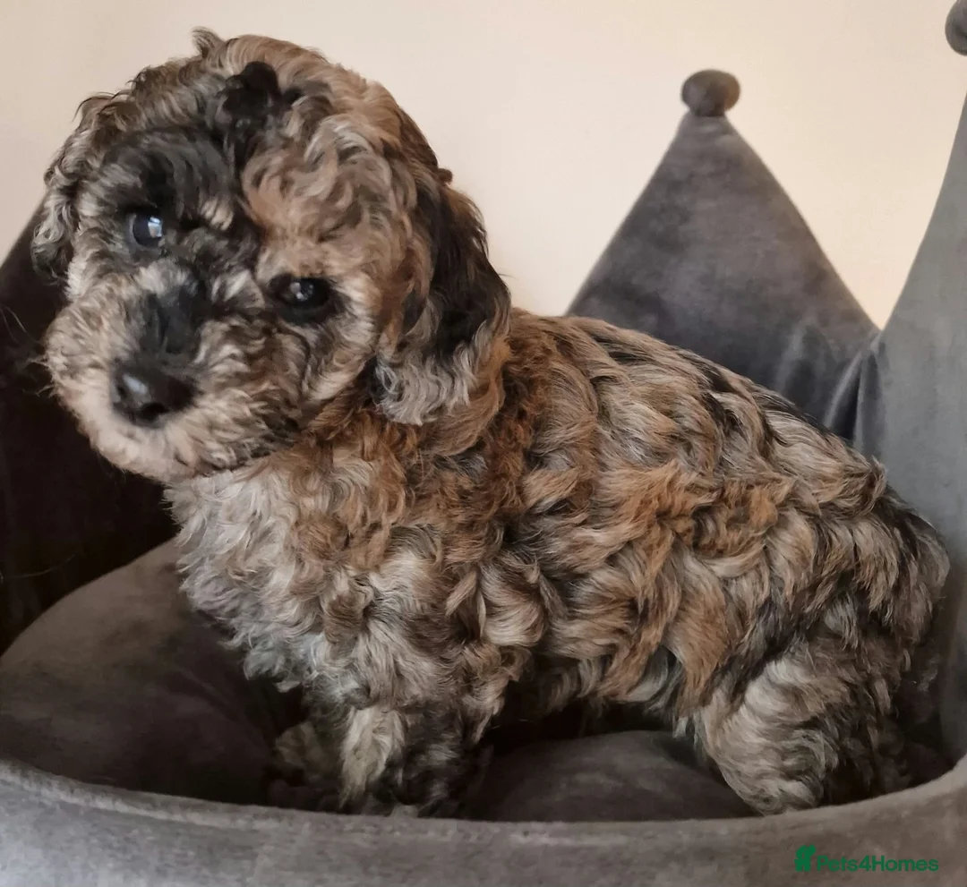 Toy Poodle dogs for sale: Amazing Silver Merle Toy Poodle Girl  - Advert 2