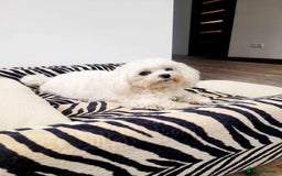 Maltipoo dogs for sale: Maltipoo puppys looking for loving home - Image 8