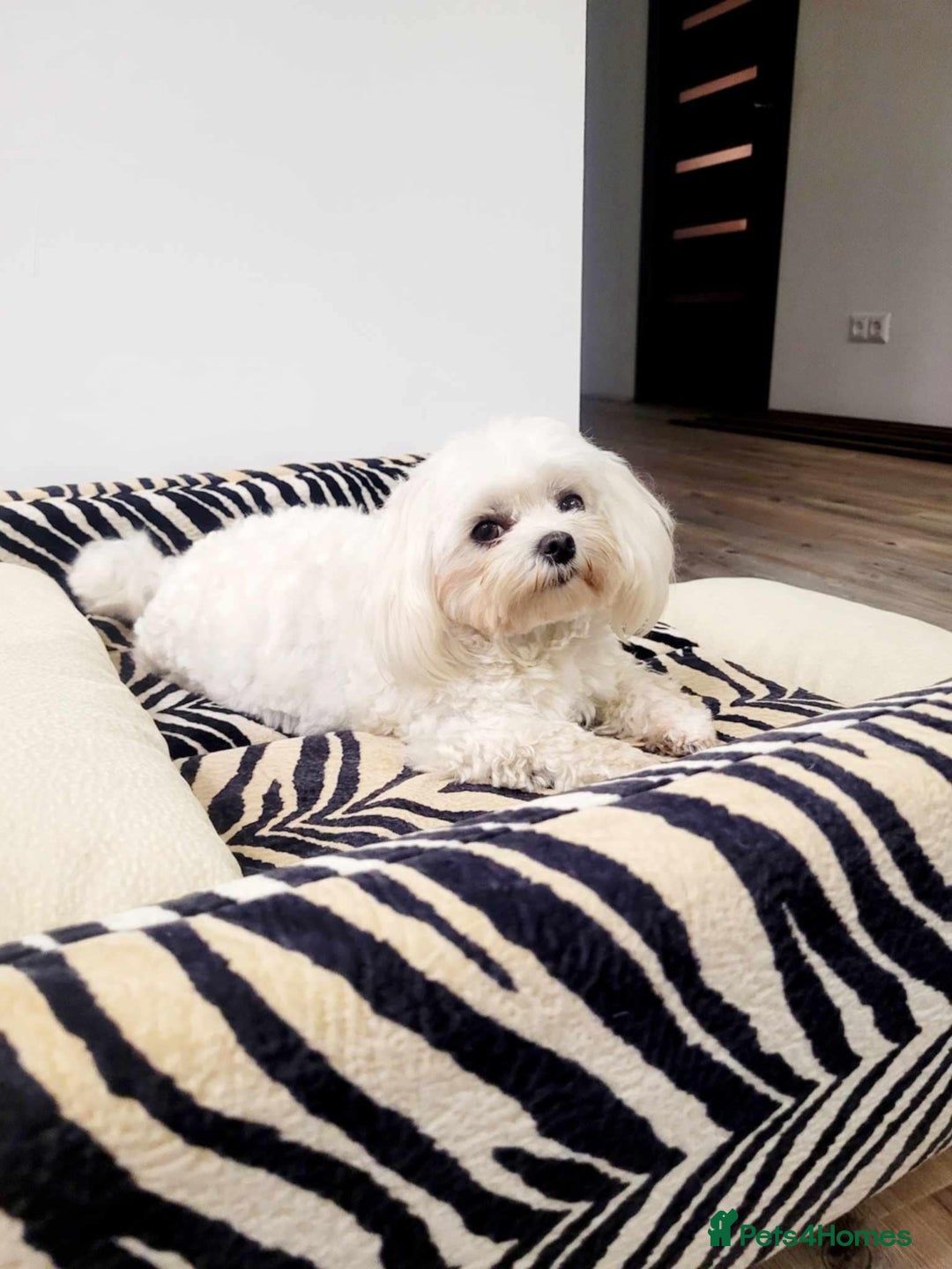 Maltipoo dogs for sale: Maltipoo puppys looking for loving home - Image 8