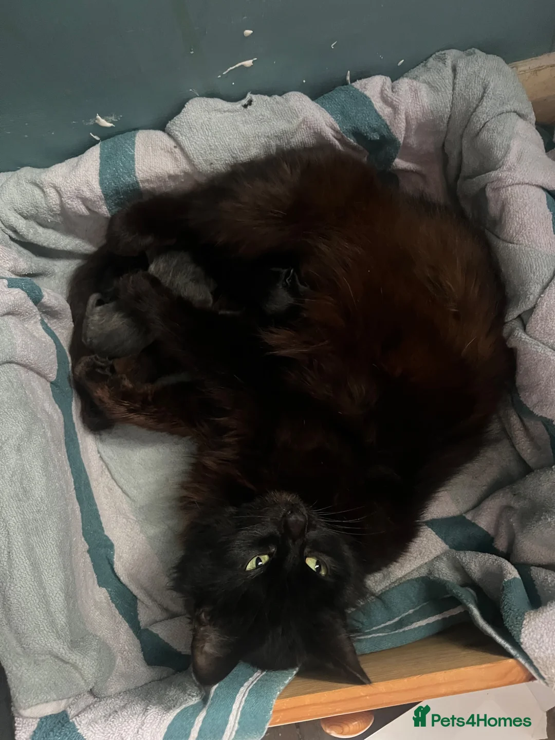 Mixed Breed cats for sale: Three fluffy long haired kittens in Carlisle - Advert 6