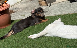 Miniature Dachshund dogs for stud: KC Blue Cream Long Hair Miniature Dachshund Stud  - Image 7