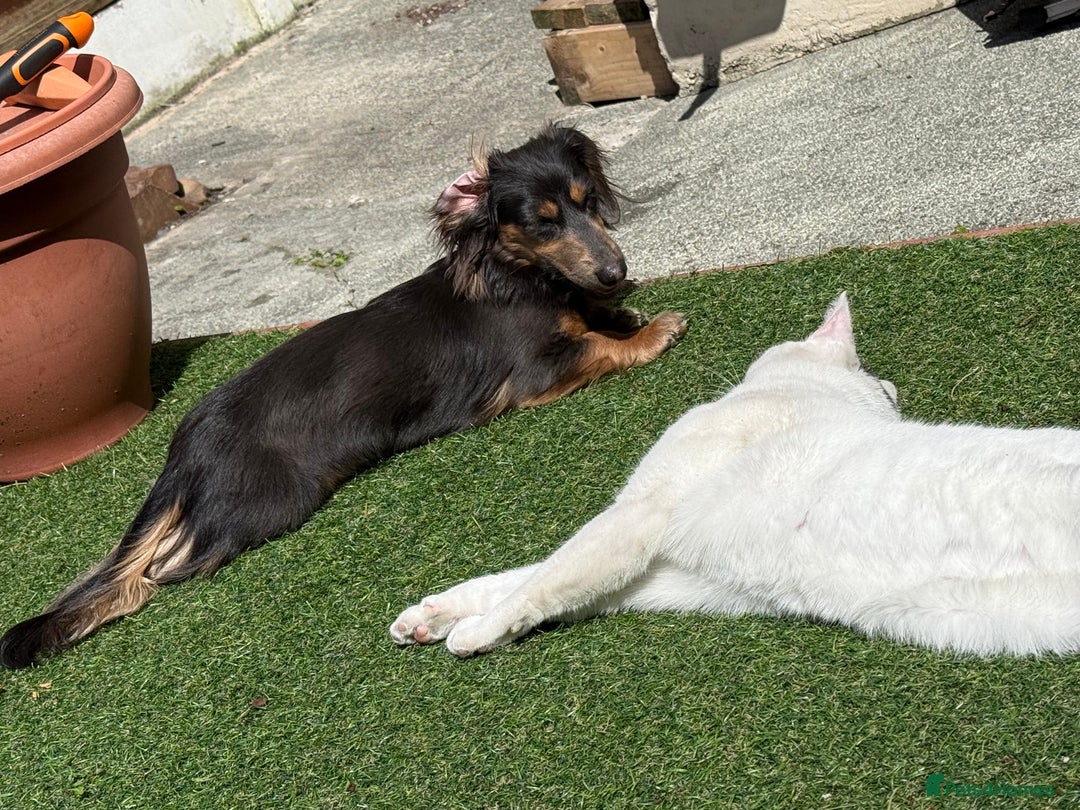 Miniature Dachshund dogs for stud: KC Blue Cream Long Hair Miniature Dachshund Stud  - Image 7