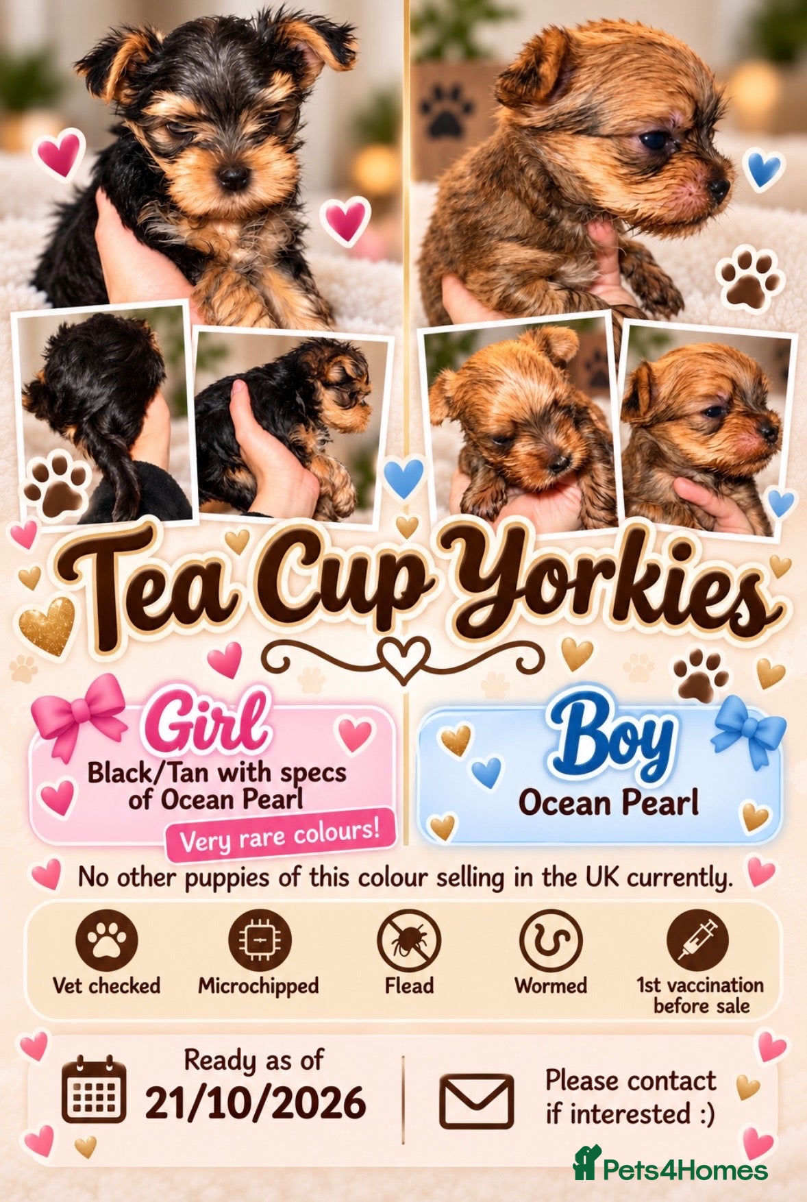 Yorkshire Terrier dogs RARE Ocean Pearl   **  Yorkshire Terries  - Advert 4