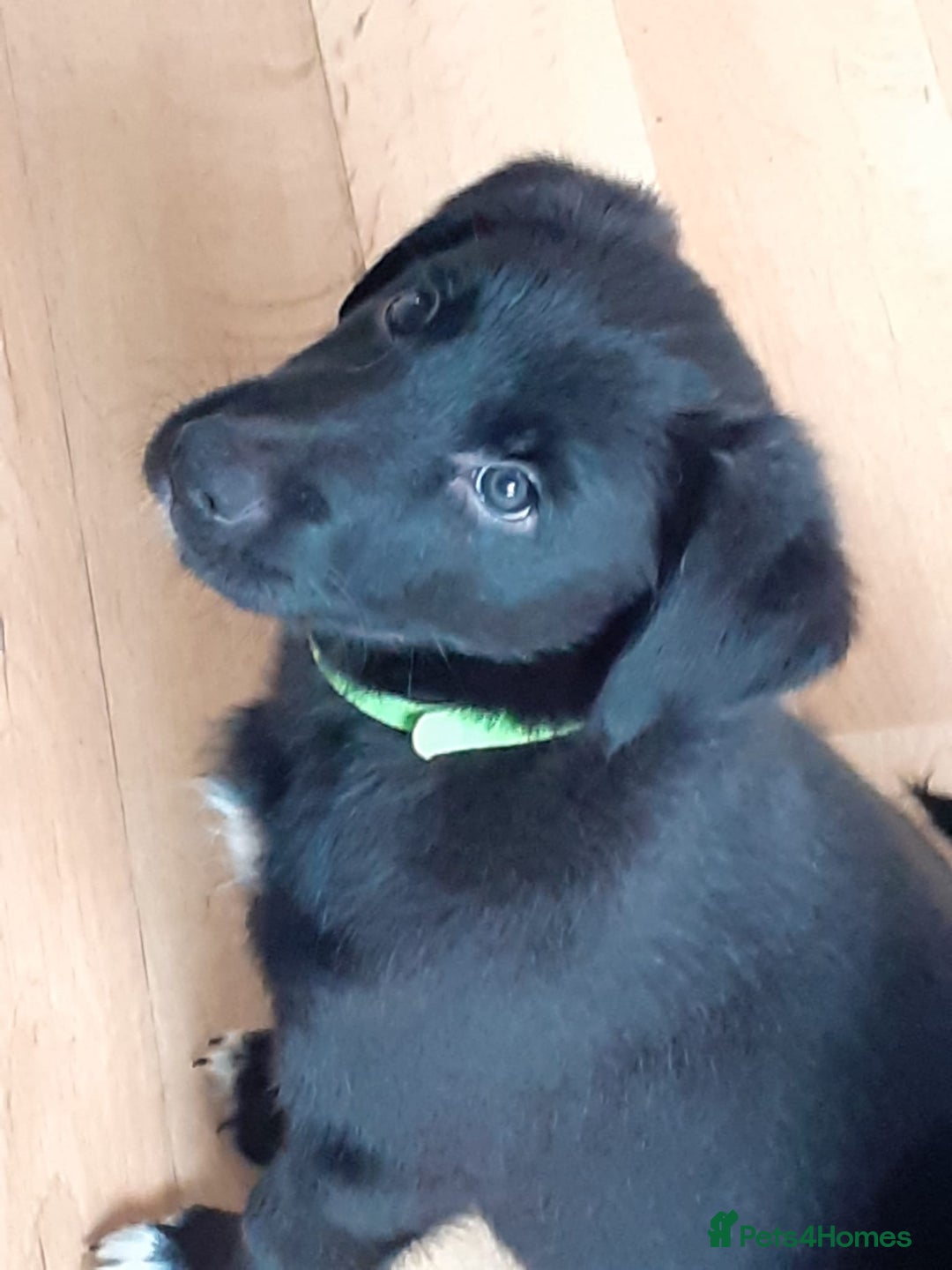 Mixed Breed dogs for sale: Beautiful Rough Collie/Border Collie puppies.  in Towcester - Image 2