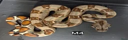 Boa Snake reptiles for sale: IMG Boa constrictors Males & Females  - Advert 7
