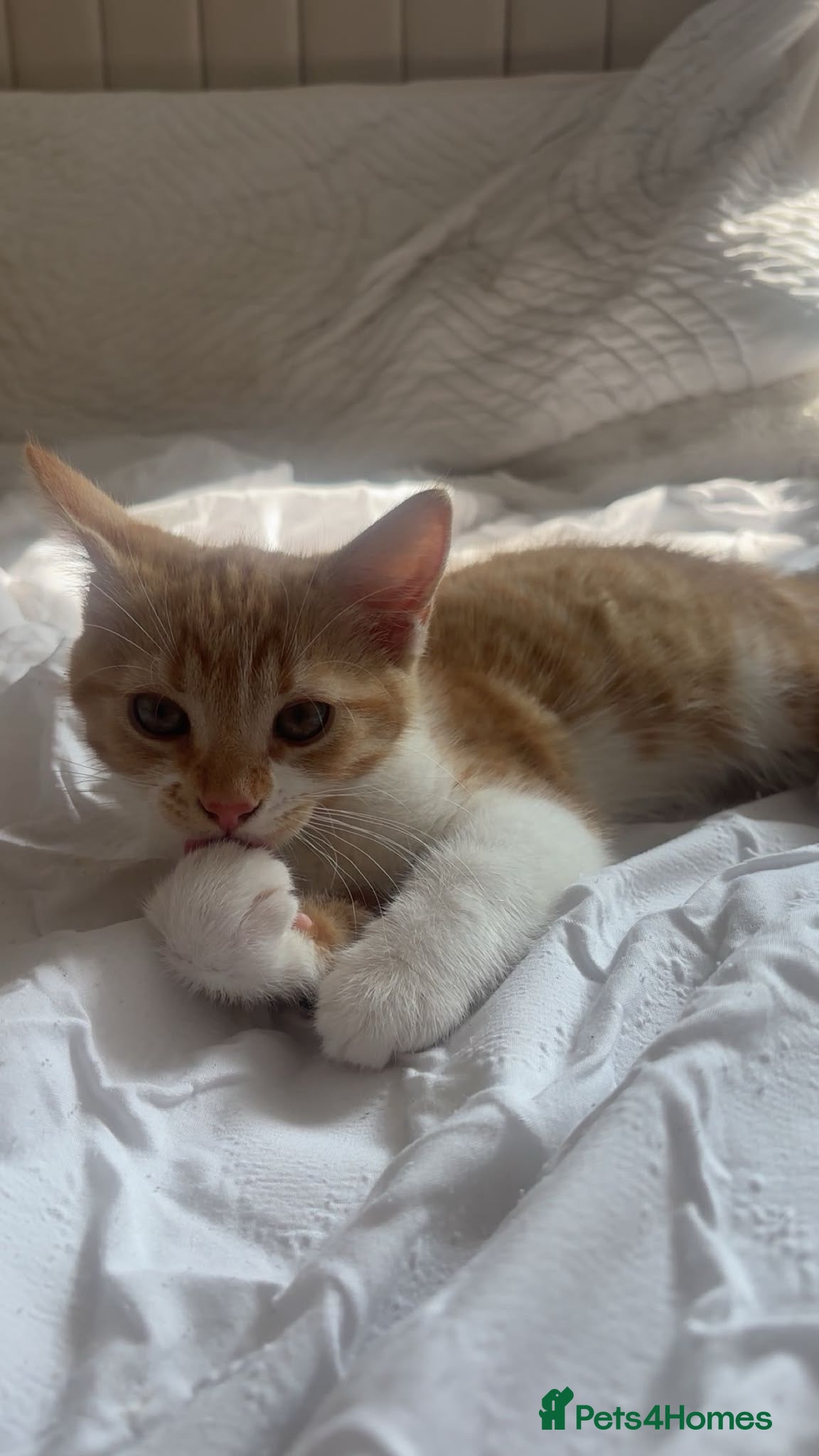 Mixed Breed cats Female Kitten  - Advert 4
