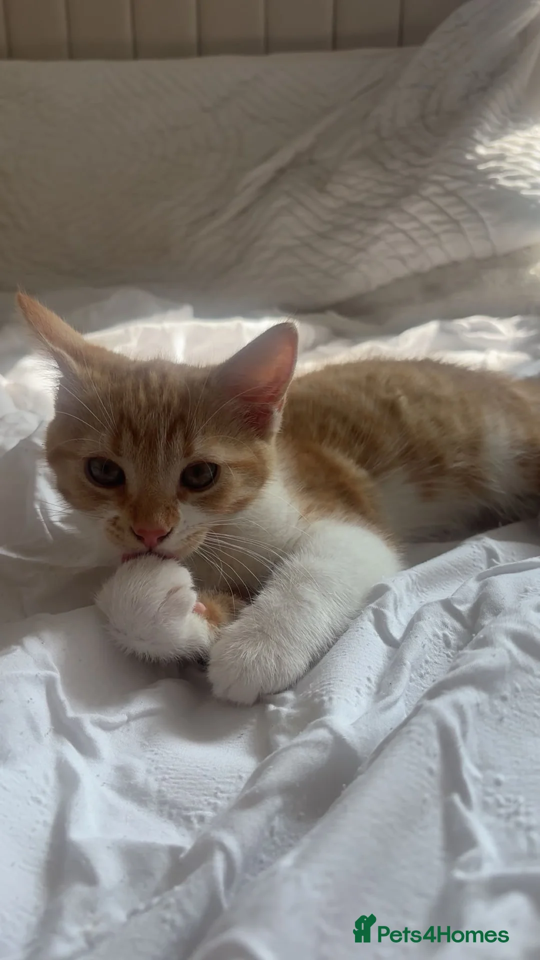 Mixed Breed cats for sale: Female Kitten  in Burry Port - Advert 1
