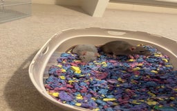 Rat rodents for sale: 2 x 7 week old rats for sale - Image 1
