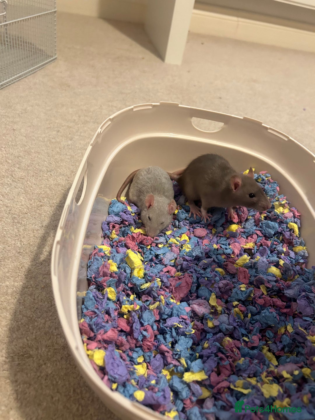 Rat rodents for sale: 2 x 7 week old rats for sale - Image 1