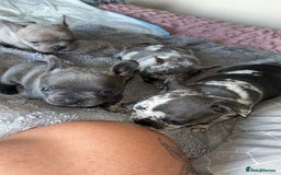French Bulldog dogs for sale: Tri-colour Blue Merle Frenchie pups - Image 24
