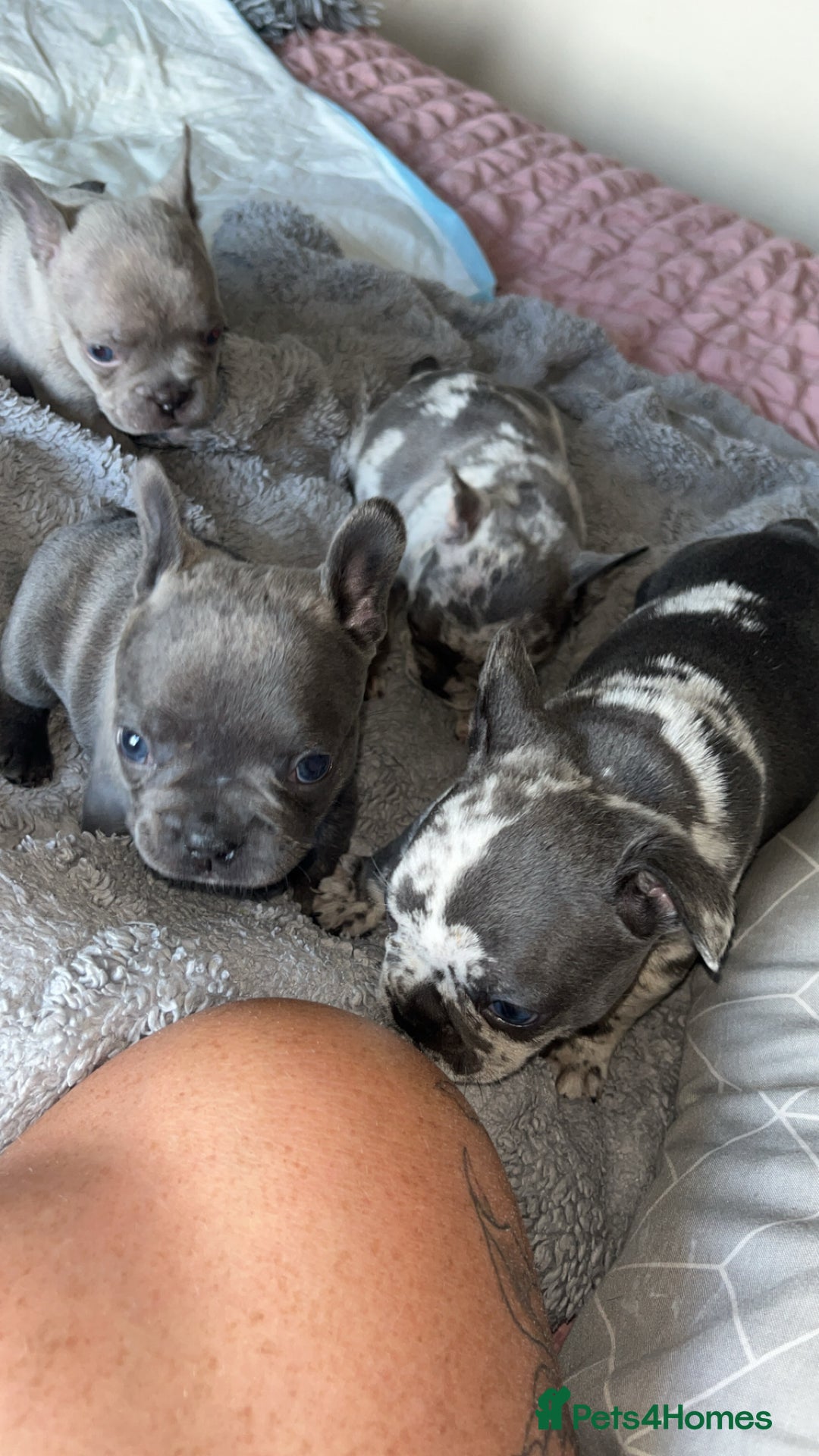 French Bulldog dogs for sale: Tri-colour Blue Merle Frenchie pups - Image 24