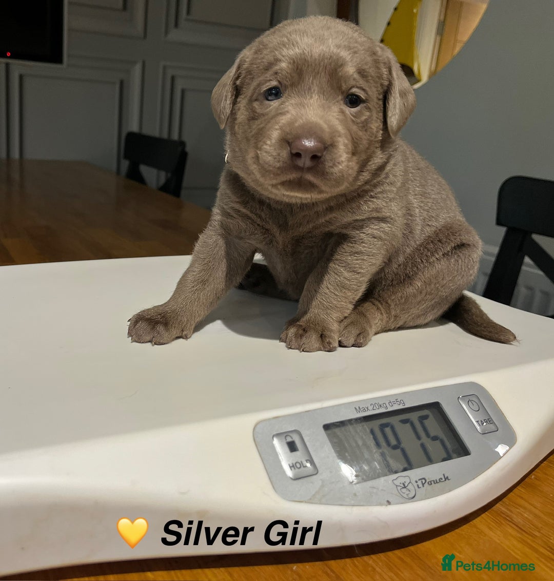 Labrador Retriever dogs for sale: Stunning litter of Silver & Charcoal Lab pups  - Image 11