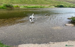 Mixed Breed dogs for sale: Meet Thor  - Image 6
