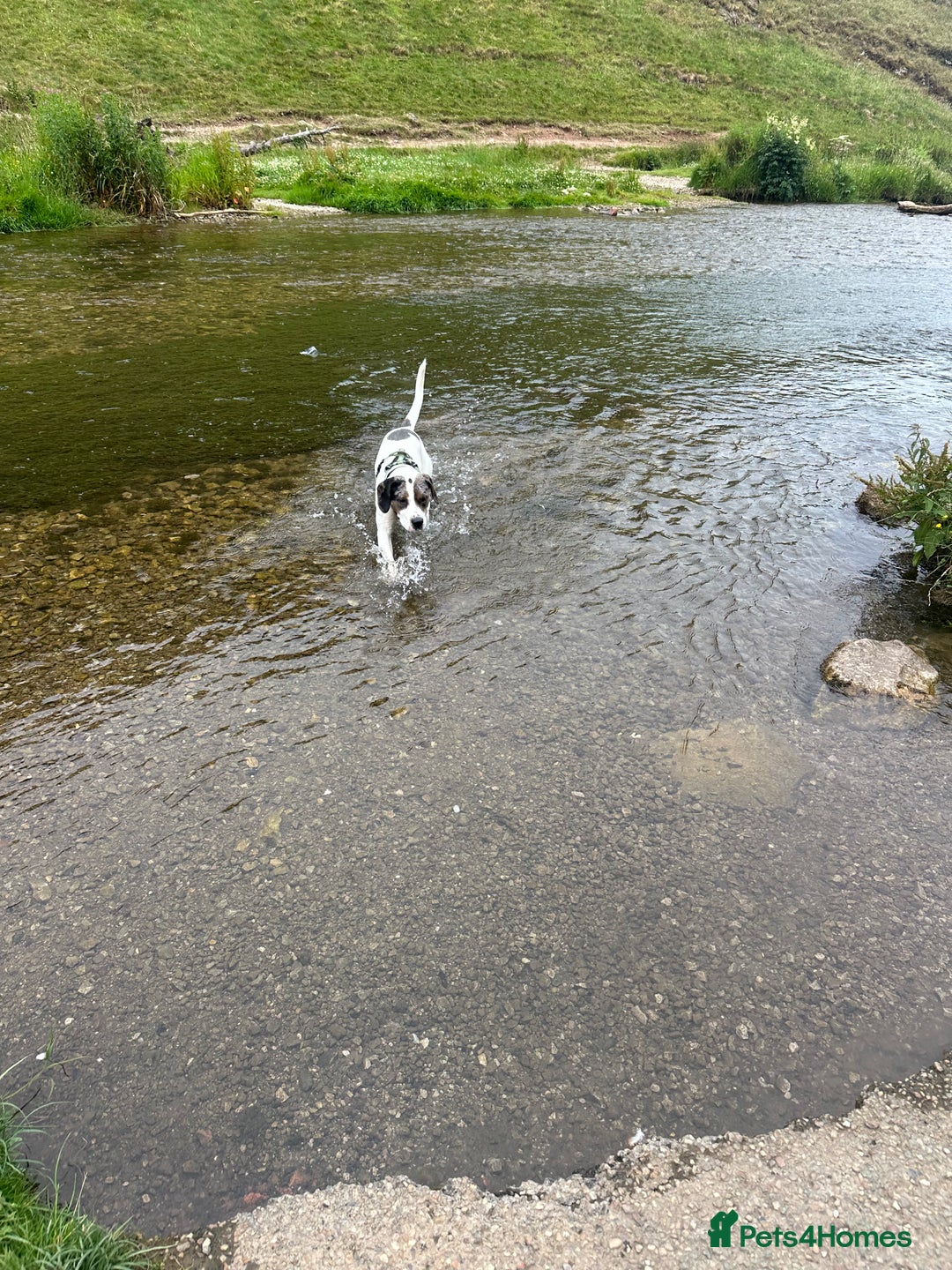 Mixed Breed dogs for sale: Meet Thor  - Image 6