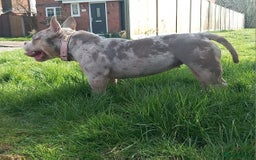 American Bully dogs for sale: REDUCED ABKC QUALITY MICROS - Image 5