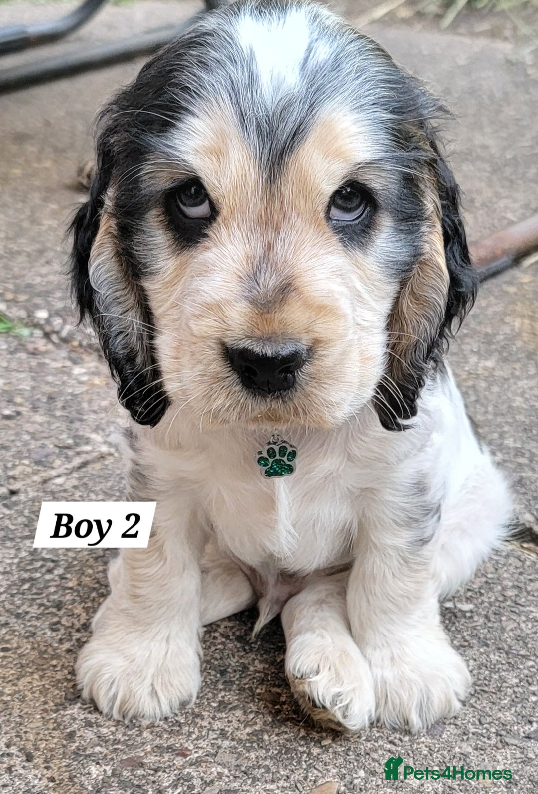 Cocker Spaniel dogs for sale: Blue Roan Tan-Sable Cocker Spaniel– KC bloodline - Image 29