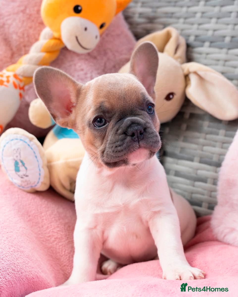 French Bulldog dogs for sale: Stunning litter of pied French bulldogs - Advert 3