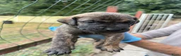 Presa Canario dogs for sale: World class presa canarios  - Advert 22