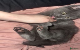 British Shorthair cats for sale: Beautiful British shorthairs for a loving home - Advert 5