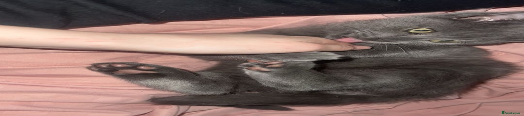 British Shorthair Kitten 1