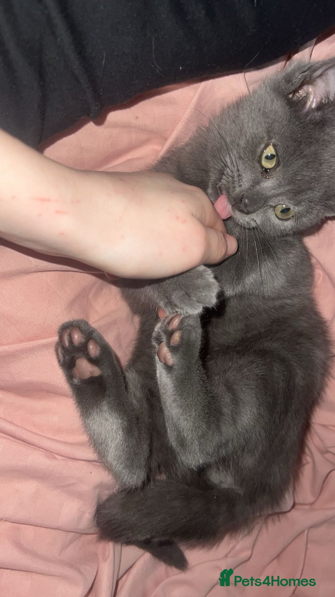 British Shorthair cats for sale: Beautiful British shorthairs for a loving home - Advert 5