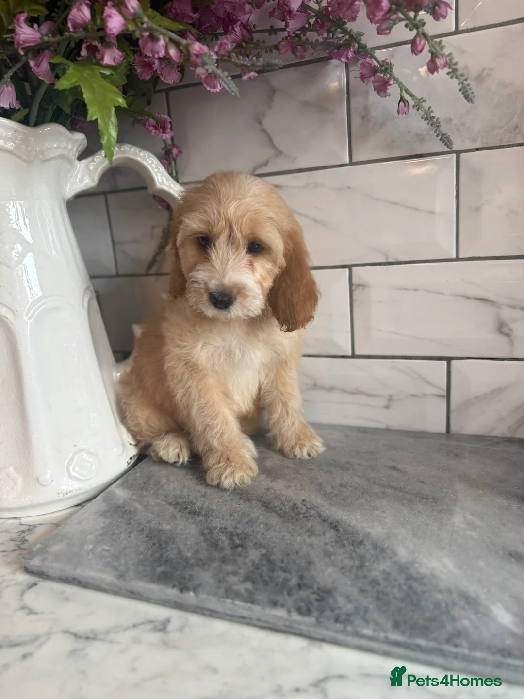 Cavapoo dogs for sale: Cavapoo boys and girls  in Ellesmere Port - Advert 1