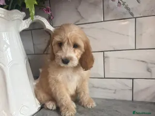 Cavapoo dogs Cavapoo boys and girls - Advert 6