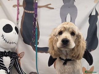 Cocker Spaniel dogs - Advert 1