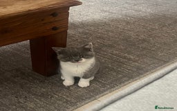 British Shorthair cats for sale: BSH grey/white fluffy female kitten  - Image 5