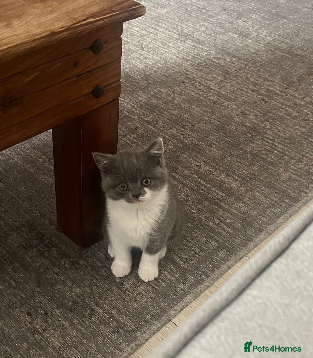 British Shorthair cats for sale: BSH grey/white fluffy female kitten  - Image 5