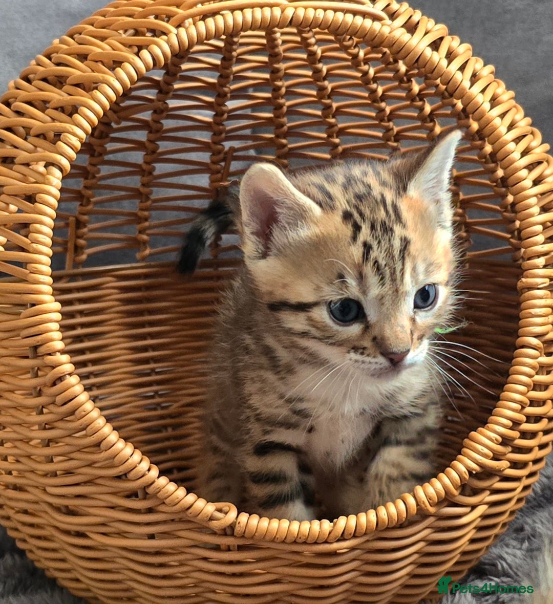 Bengal cats for sale: TICA Champion 2 boys available for reservation! - Advert 18