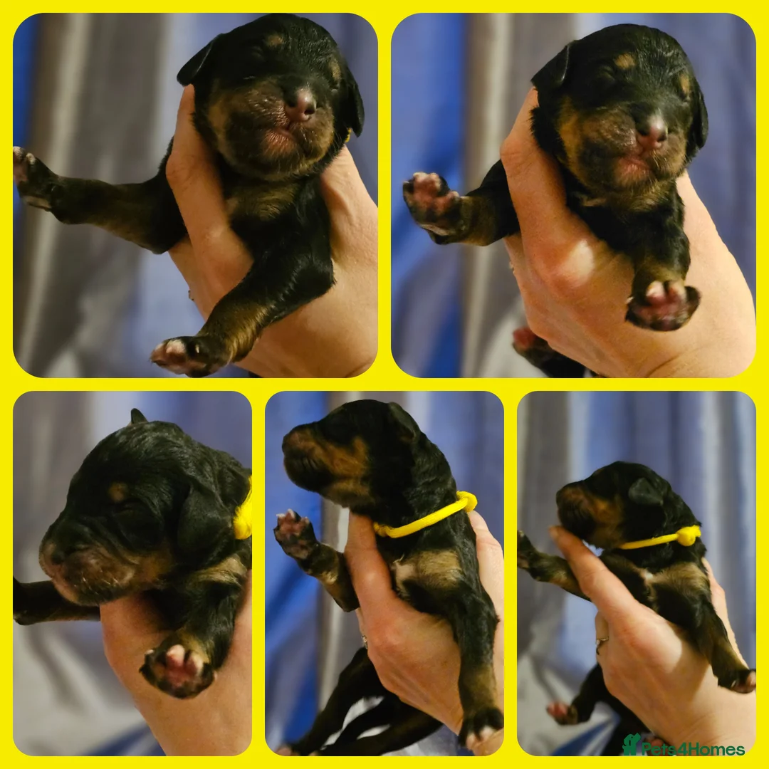 Bernedoodle dogs for sale: All currently reserved! Quality F1Bernedoodle pups - Advert 26