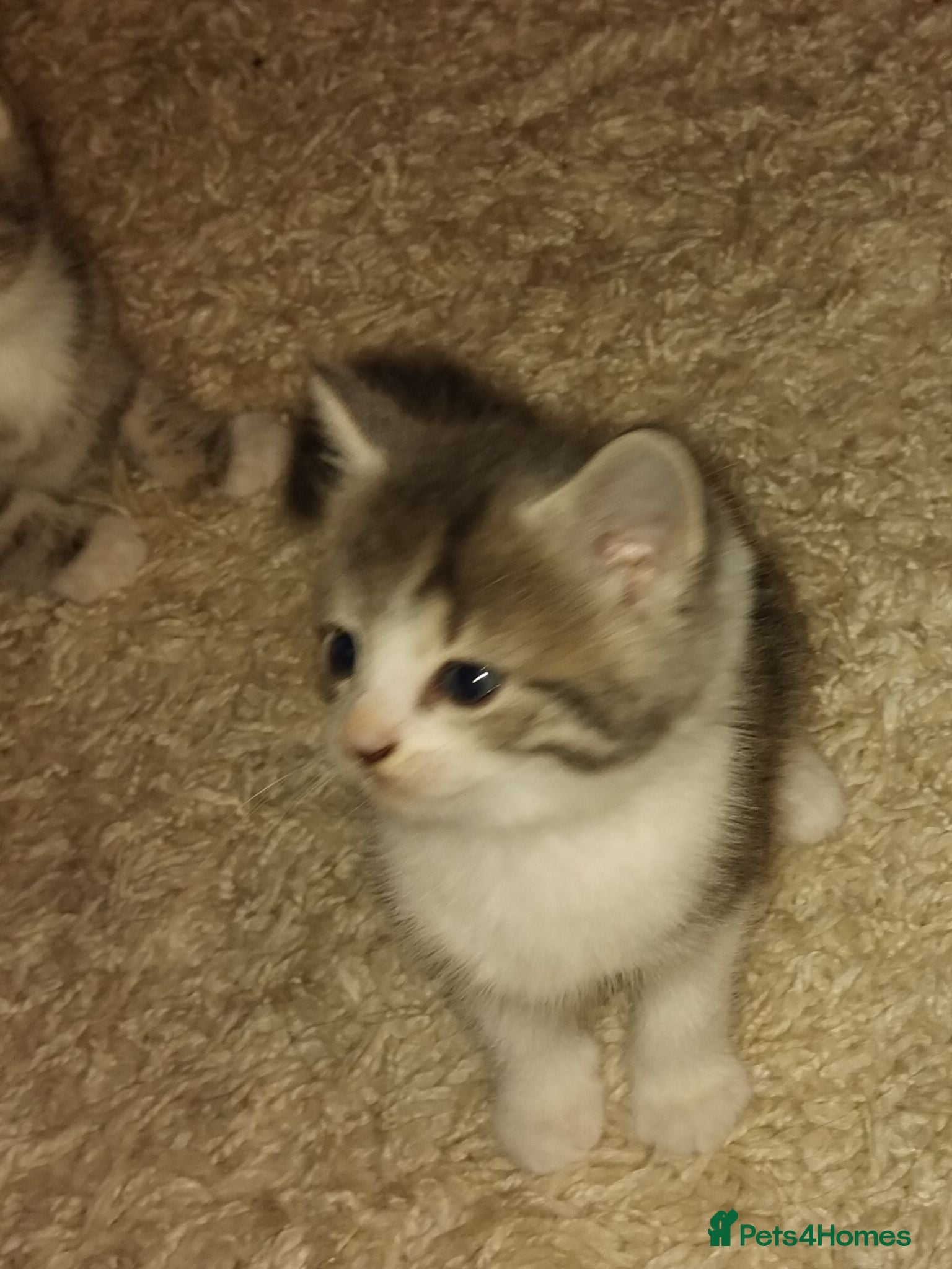 Mixed Breed cats Kittens for sale  - Advert 6