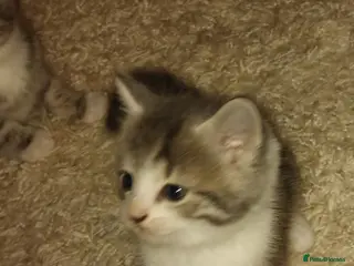 Mixed Breed cats Kittens for sale - Advert 2