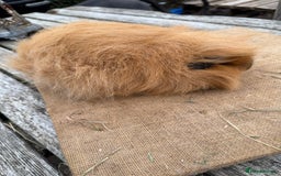 Guinea Pig rodents for sale: Pure bred California & Swiss guineapigs  - Image 7